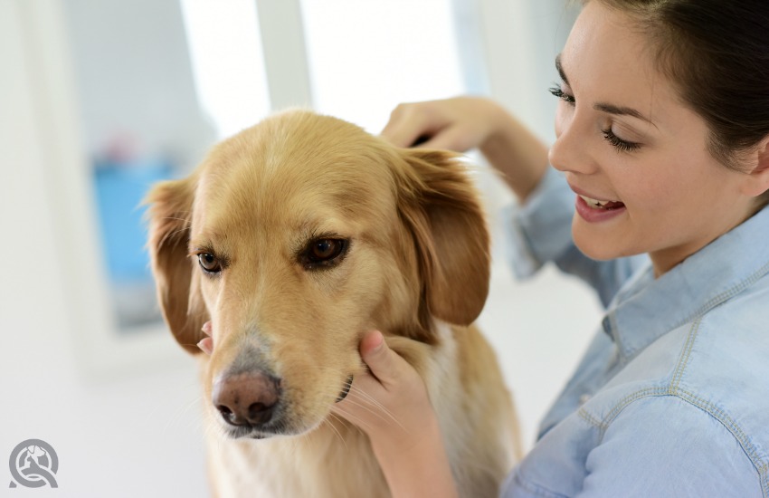Running a pet salon as a certified dog groomer