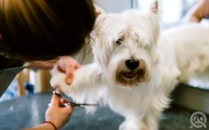 Practical training for dog groomers online