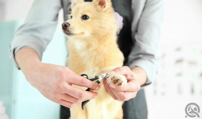 Clipping a dog's nails with proper pet grooming tools