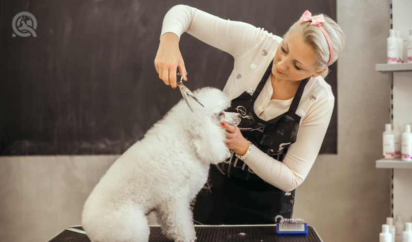 professional pet groomer grooming a dog