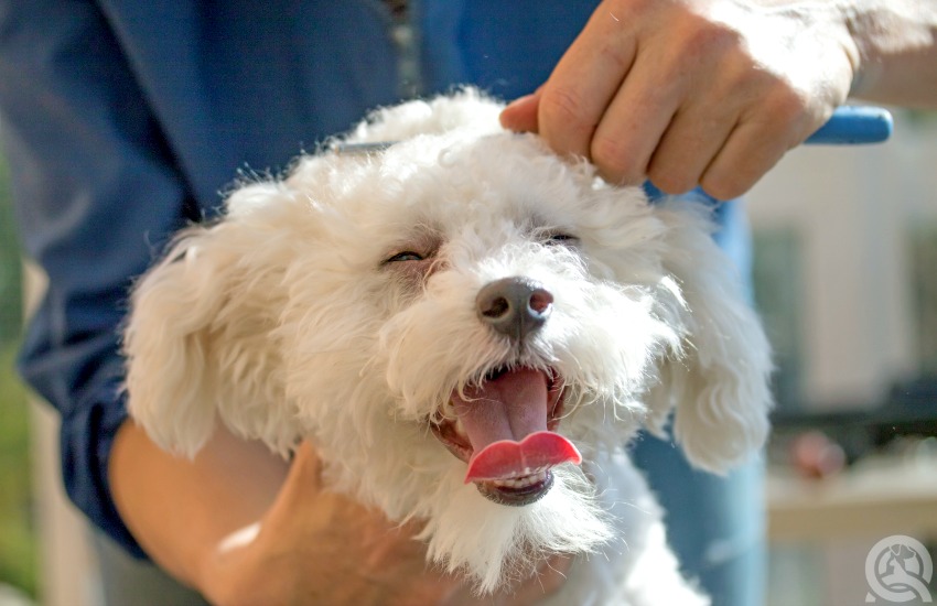 Learn to be a professional dog groomer in pet salon