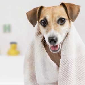 Associations for dog grooming businesses