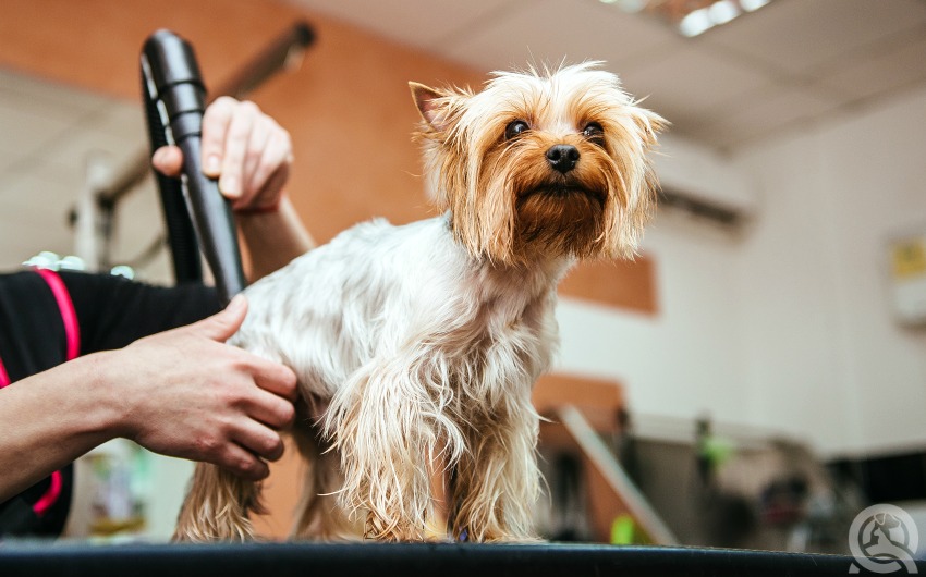 How to learn dog grooming online