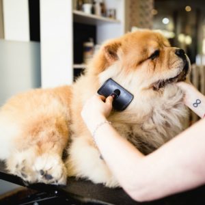 Benefits of career as dog groomer