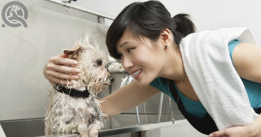 dog grooming school