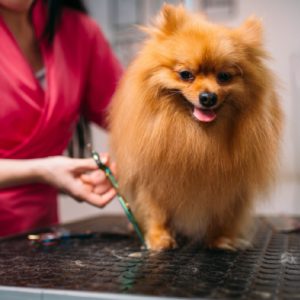 pet grooming course