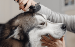 dog groomer insurance