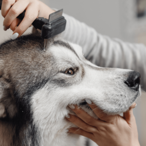 dog groomer insurance