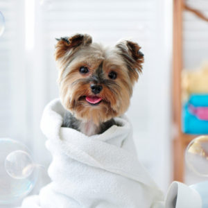dog after bubble bath by dog groomer