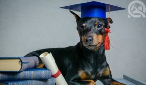 dog with graduation cap for dog grooming school
