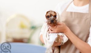 professional pet groomer holding small bathed dog