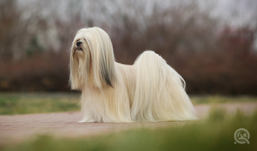 silky coat of dog after dog grooming course