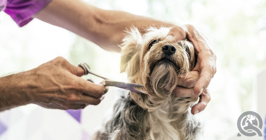 liability insurance for dog groomers