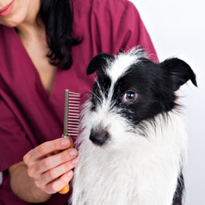 professional dog groomer combing hair of dog