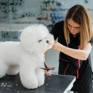 pet grooming careeer bichon frise dog grooming table
