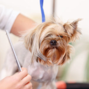 become a dog groomer in 6 simple steps