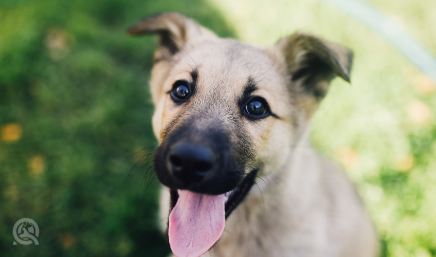 qc pet studies dog happy after dog grooming job