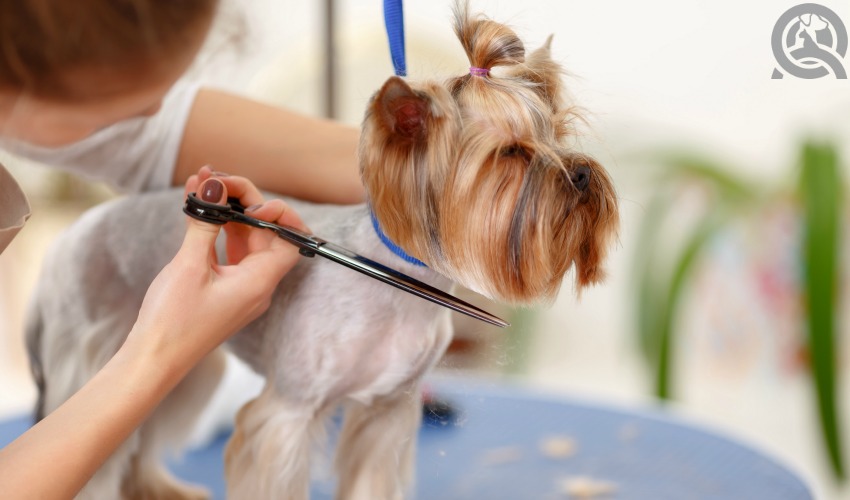 pet grooming practice