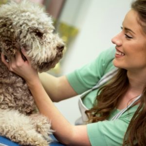 dog grooming certification