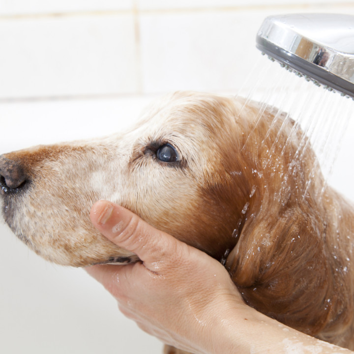 professional pet grooming with a dog grooming course