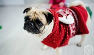 dog in a warm Christmas Sweater