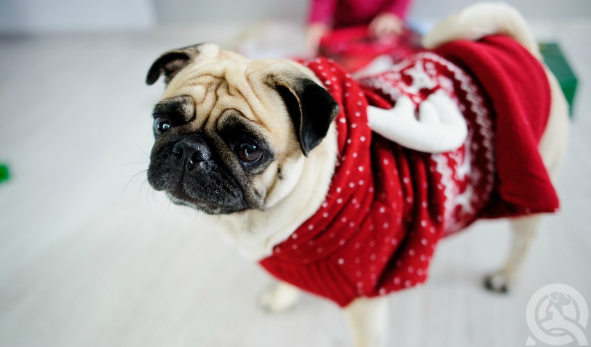 dog in a warm Christmas Sweater