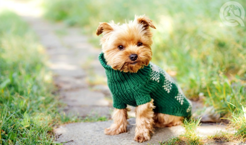 Cute dog in a sweater outside in the sun