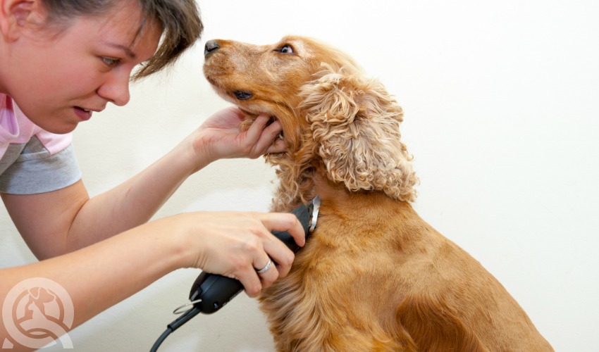 certified dog groomer trimming dog's hair