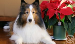 collie breed dog sitting with poinsettia