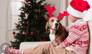 dog and boy during the holidays being safe