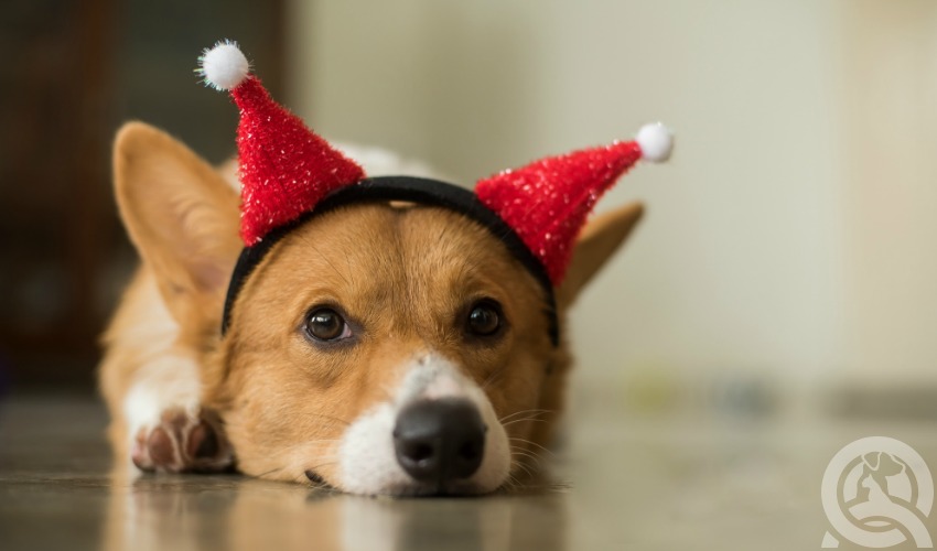 dog in a safe space with christmas hat