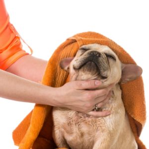 dog groomer drying dog after bath