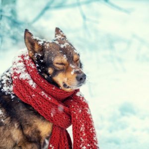 Here are some tricks to keep your pet warm this winter