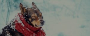 keep your pets warm this winter season