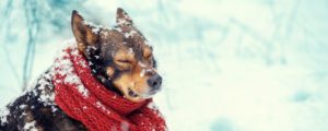 keep your dog warm this winter season