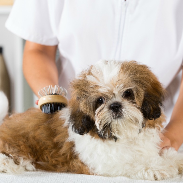 happy dog being groomed by professional dog groomer