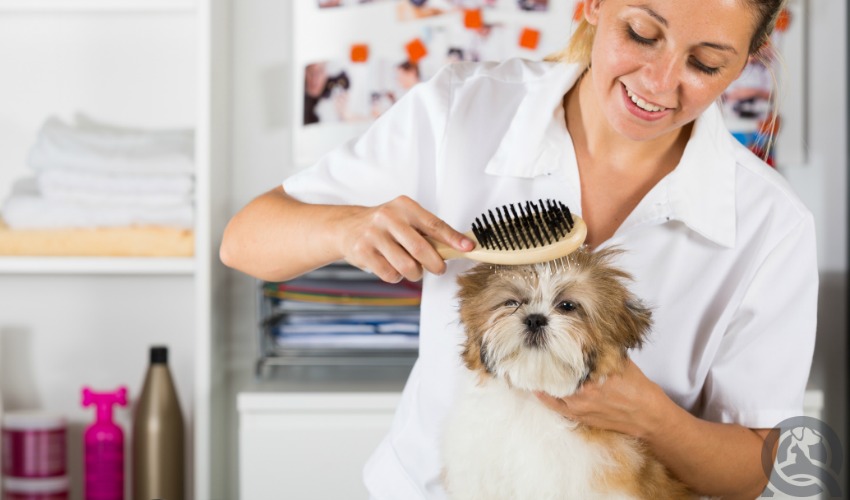 certified dog groomer brushing dog