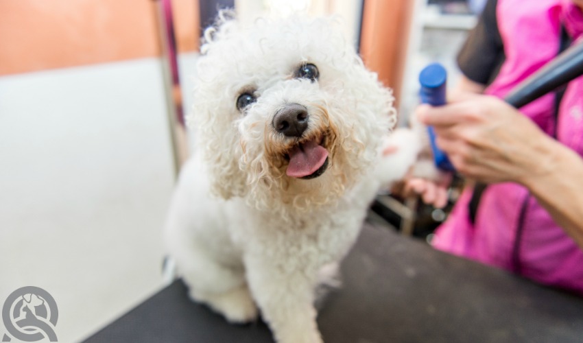 happy dog at dog grooming salon