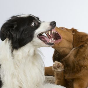 two dogs fighting in grooming salon