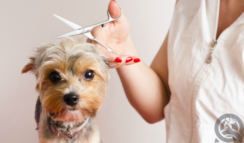 certified dog groomer cutting dog's hair