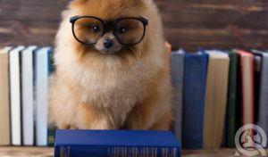 dog wearing glasses studying dog grooming