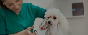 dog groomer trimming dog's ears