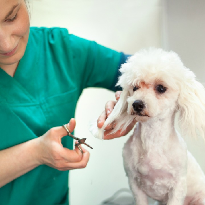 dog having ears trimmed by certified dog groomer
