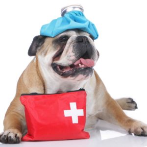 pet first aid feature