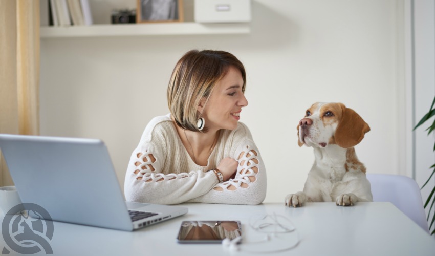 woman working on dog grooming course with dog at computer