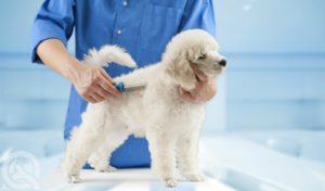 certified dog groomer working on poodle