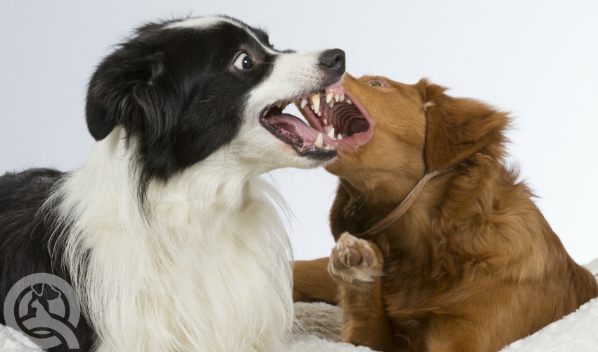 two dogs fighting at dog groomers