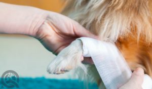 Pet first aid wrapping bandage on injured dog