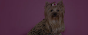 dog grooming trends dog styling course