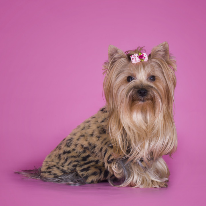worst pet grooming and dog grooming trends ever